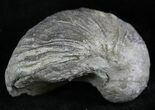 Gryphaea (Devil's Toenail) Fossil Oyster - Jurassic #25971-1